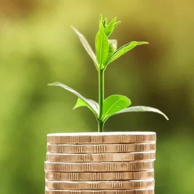 growing money. plants. coins. investment for your business